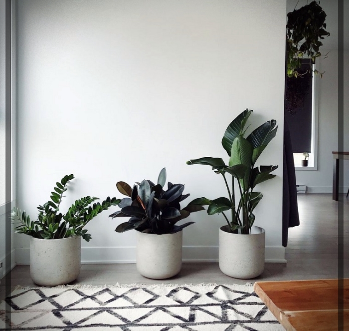 plantas Feng Shui