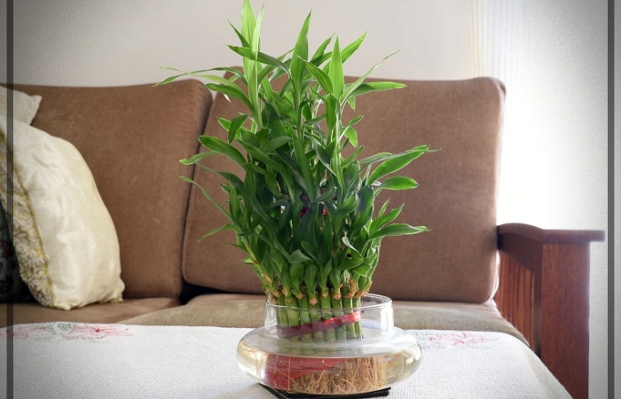 plantas Feng Shui