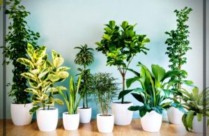 plantas purificadoras