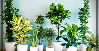plantas purificadoras
