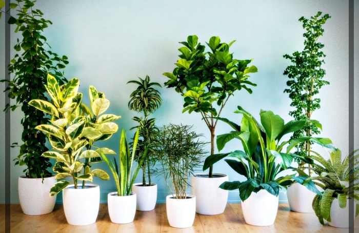plantas purificadoras de aire