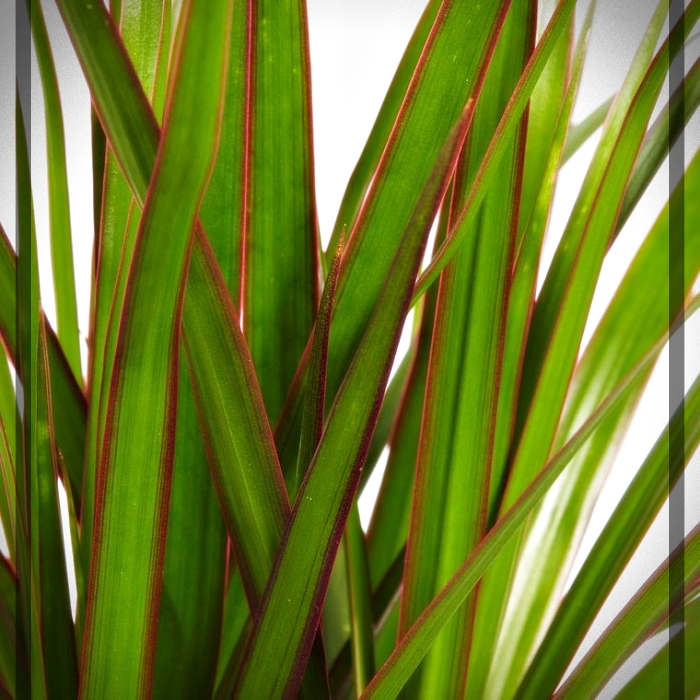 plantas purificadoras de aire