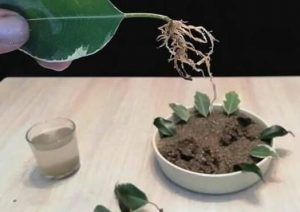 cómo trasplantar ficus