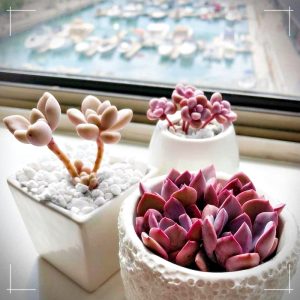 macetas para decorar