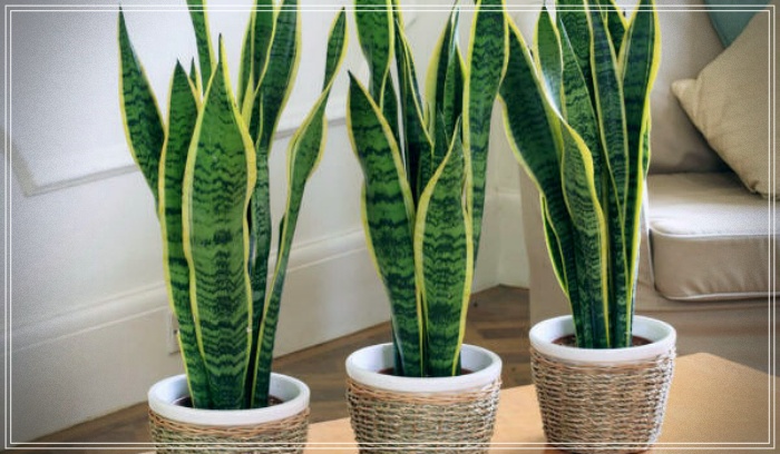 Plantas purificadoras de ambientes