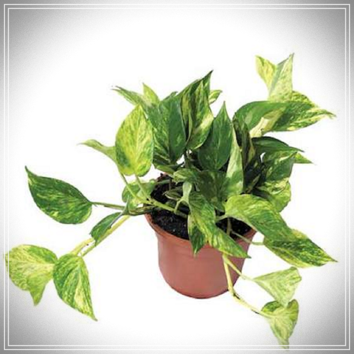 Plantas purificadoras de ambientes