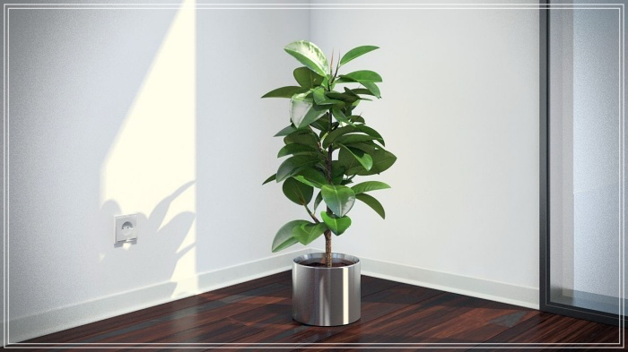 Plantas purificadoras de ambientes