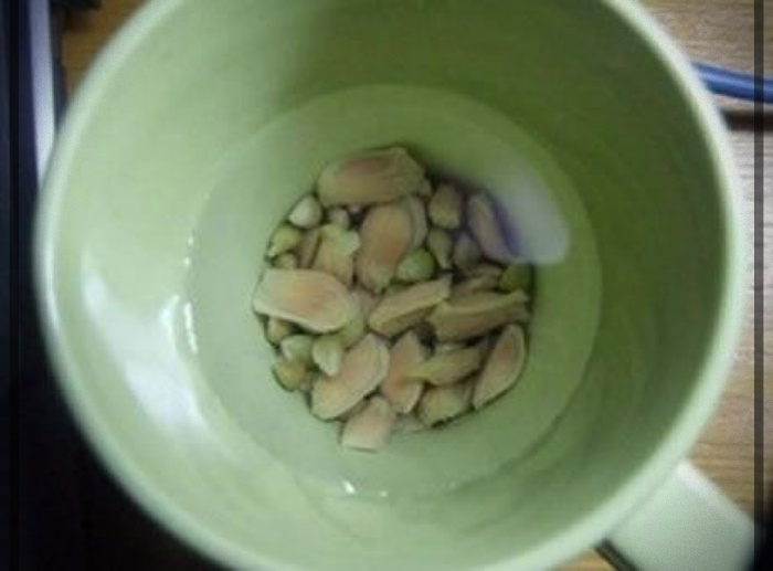 cómo plantar un limón en una taza