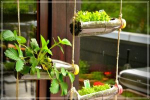 plantar en botellas