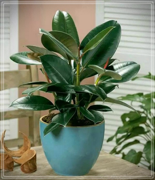 Plantas purificadoras de ambientes