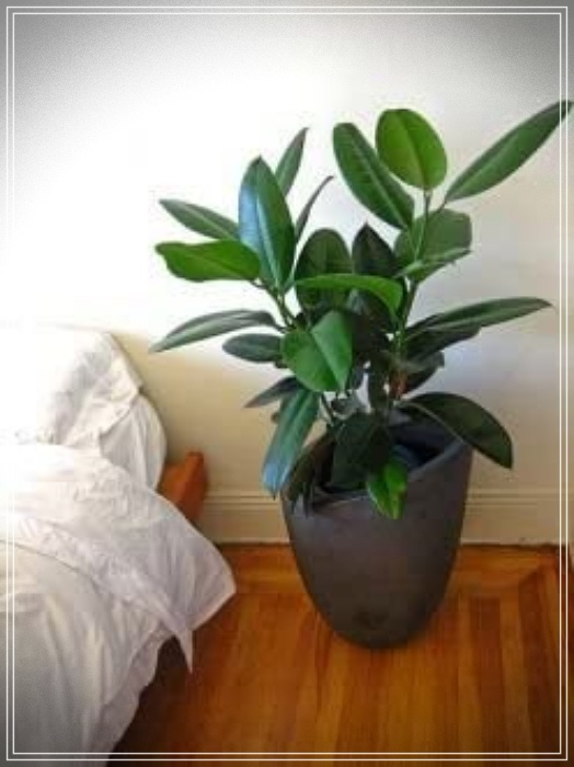 Plantas purificadoras de ambientes