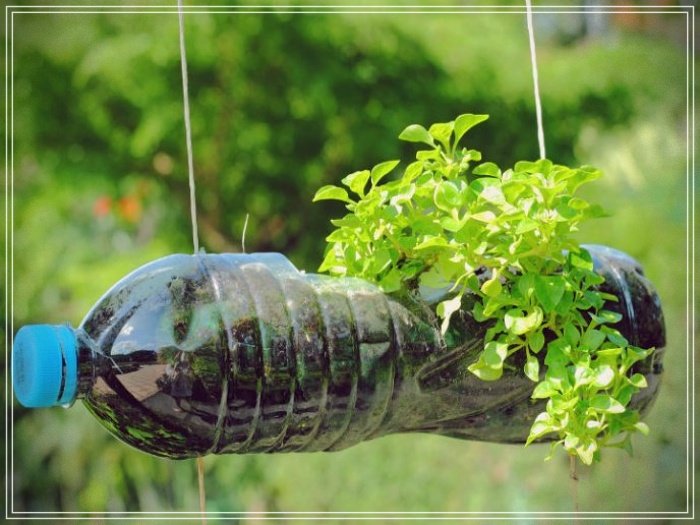 como plantar en botellas