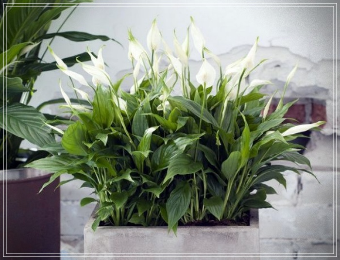 Plantas purificadoras de ambientes