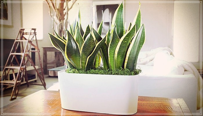 Plantas purificadoras de ambientes