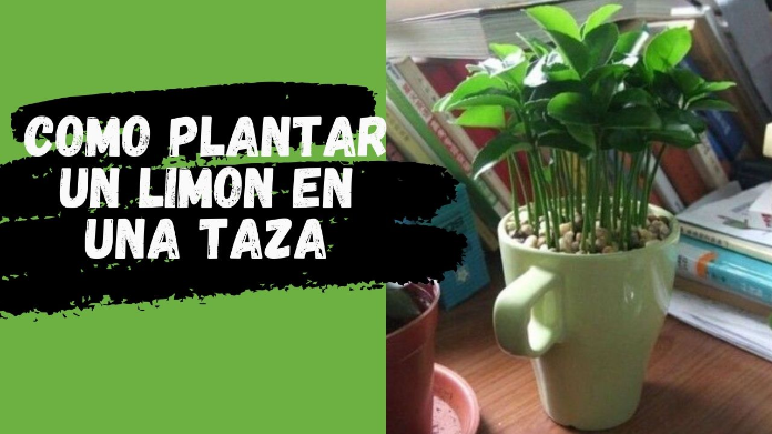 cómo plantar un limón en una taza