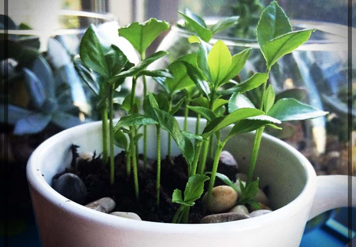 cómo plantar un limón en una taza