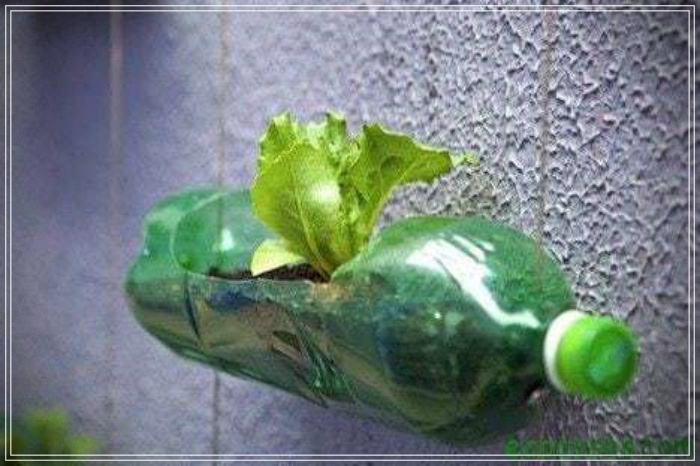 plantar en botellas
