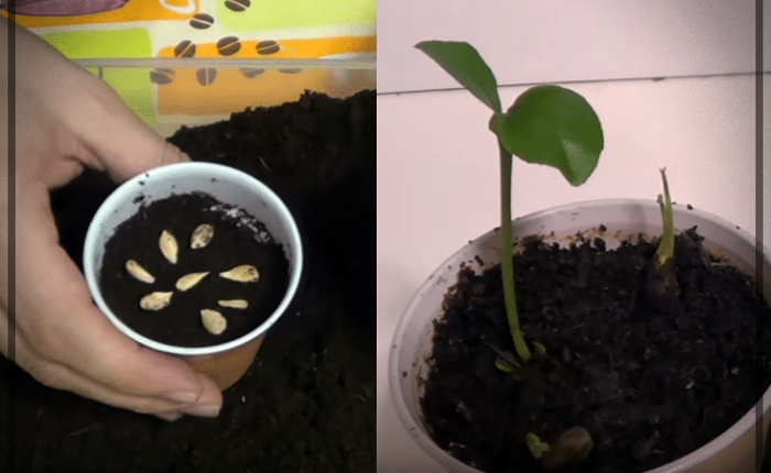 cómo plantar un limón en una taza
