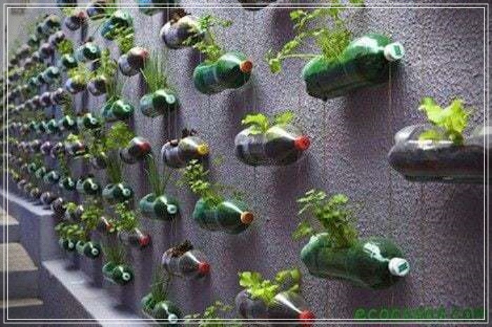 plantar en botellas