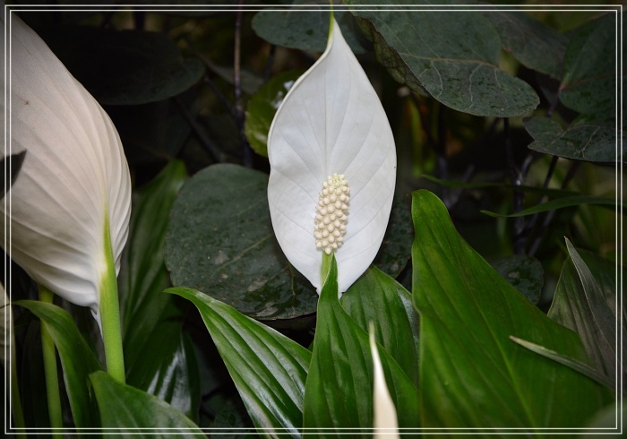 Plantas purificadoras de ambientes