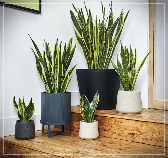 Plantas purificadoras de ambientes