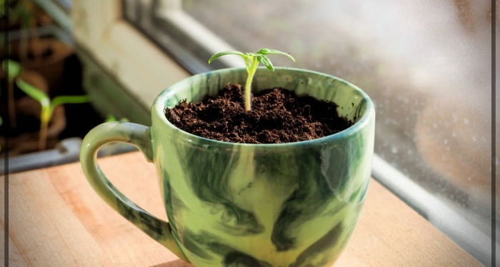 cómo plantar un limón en una taza