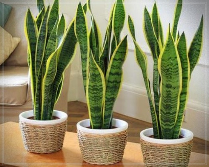 Plantas purificadoras de ambientes