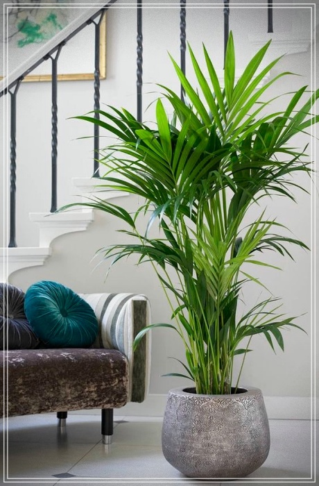 Plantas purificadoras de ambientes