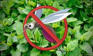 plantas ahuyentadoras de mosquitos