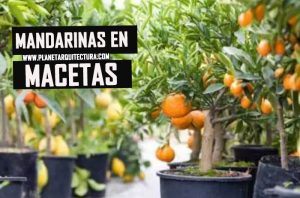 cómo cultivar mandarinas en macetas