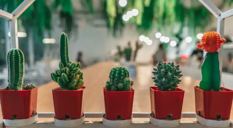 Fotos de plantas para interior