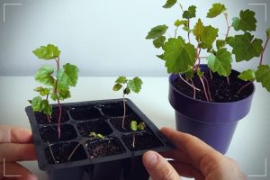 cómo germinar semillas