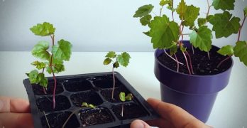 cómo germinar semillas