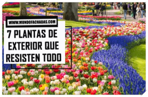plantas de exterior